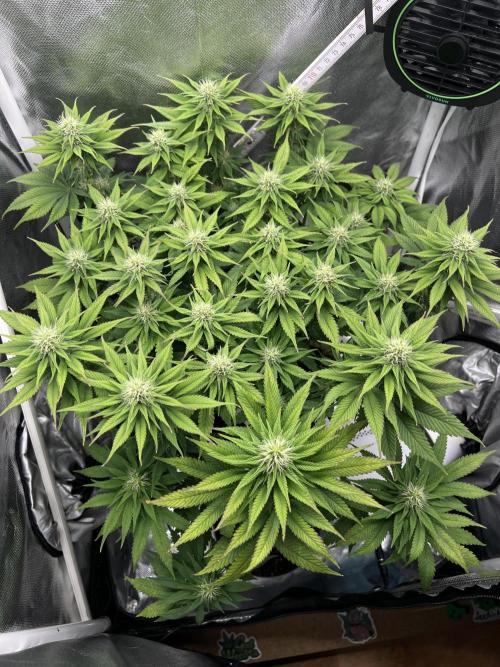 Hippie Therapy - Exotic Seeds. Week 11