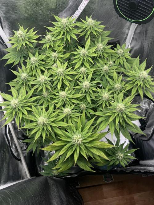 Hippie Therapy - Exotic Seeds. Week 11