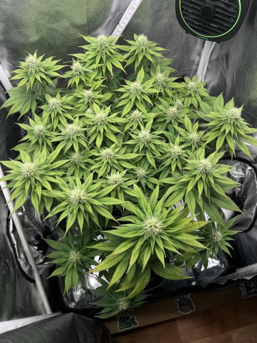 Hippie Therapy - Exotic Seeds. Week 11
