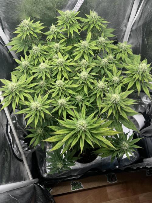 Hippie Therapy - Exotic Seeds. Week 11