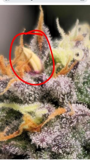 Comment by GermanGrower416 photo #1