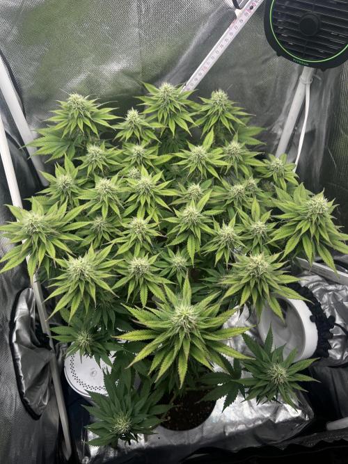 Hippie Therapy - Exotic Seeds. Week 12