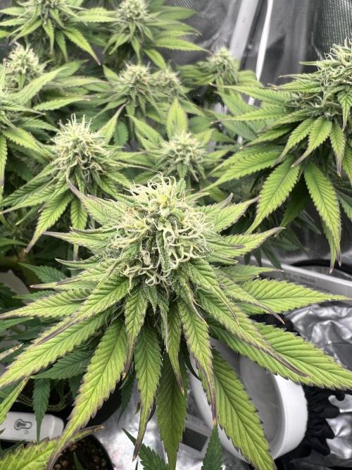 Hippie Therapy - Exotic Seeds. Week 12