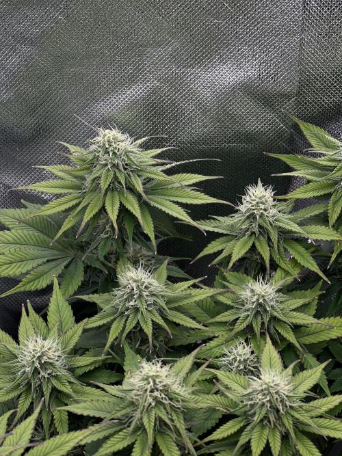 Hippie Therapy - Exotic Seeds. Week 12