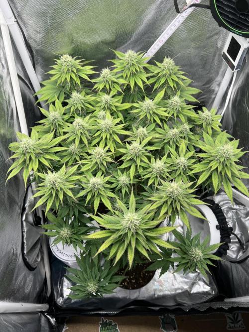 Hippie Therapy - Exotic Seeds. Week 12