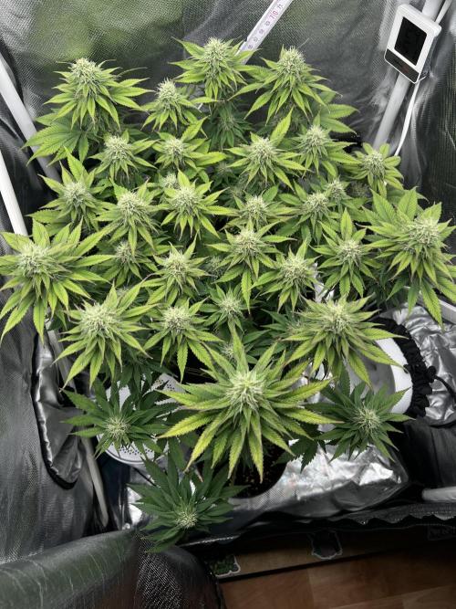 Hippie Therapy - Exotic Seeds. Week 12