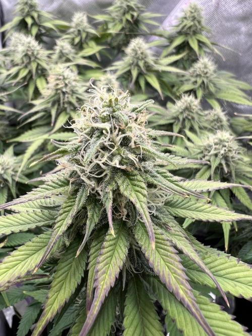 Hippie Therapy - Exotic Seeds. Week 12