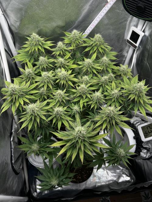 Hippie Therapy - Exotic Seeds. Week 12