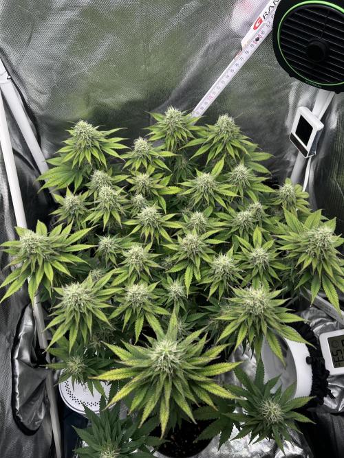 Hippie Therapy - Exotic Seeds. Week 12