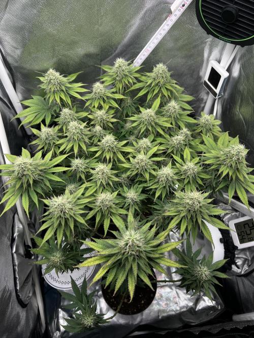 Hippie Therapy - Exotic Seeds. Week 13