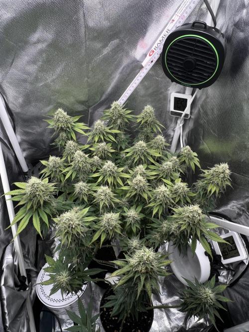 Hippie Therapy - Exotic Seeds. Week 13