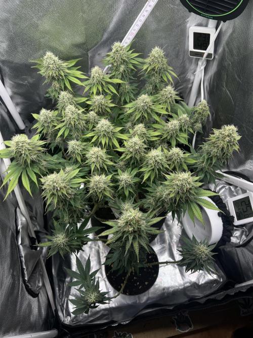 Hippie Therapy - Exotic Seeds. Week 13