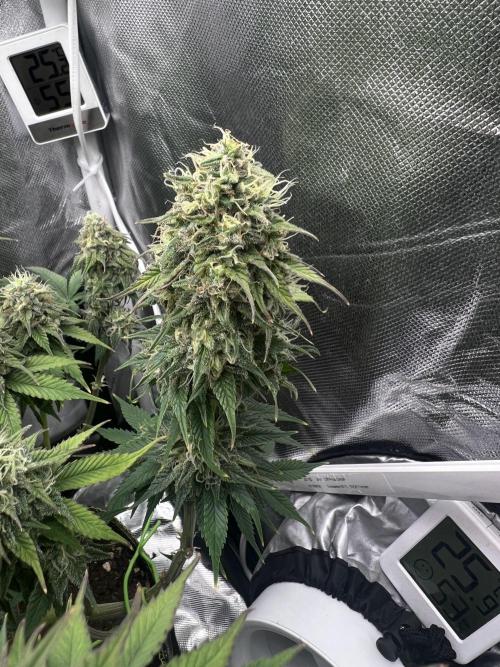 Hippie Therapy - Exotic Seeds. Week 14