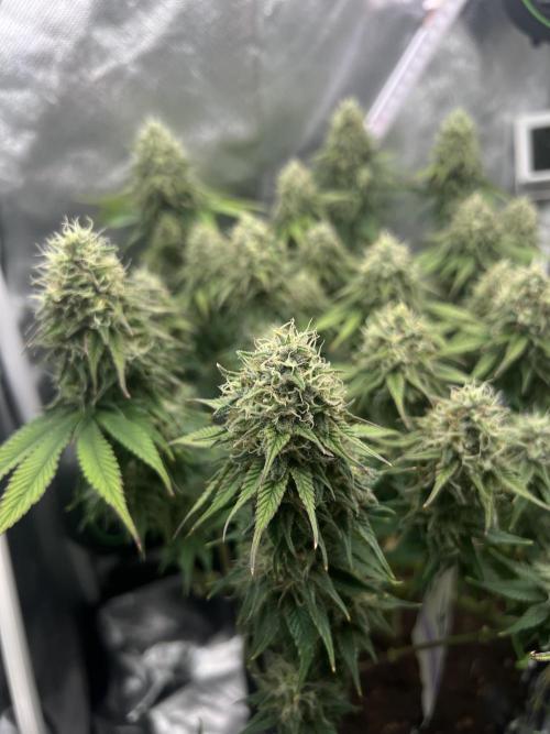 Hippie Therapy - Exotic Seeds. Week 14