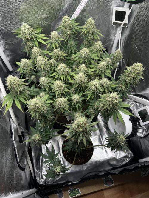Hippie Therapy - Exotic Seeds. Week 14
