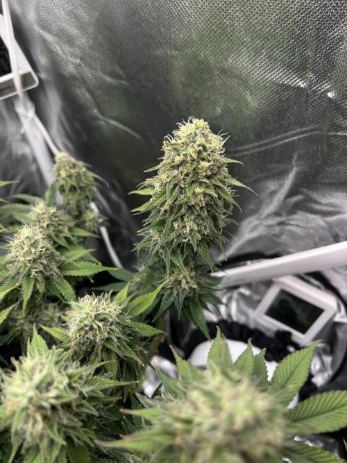 Hippie Therapy - Exotic Seeds. Week 14