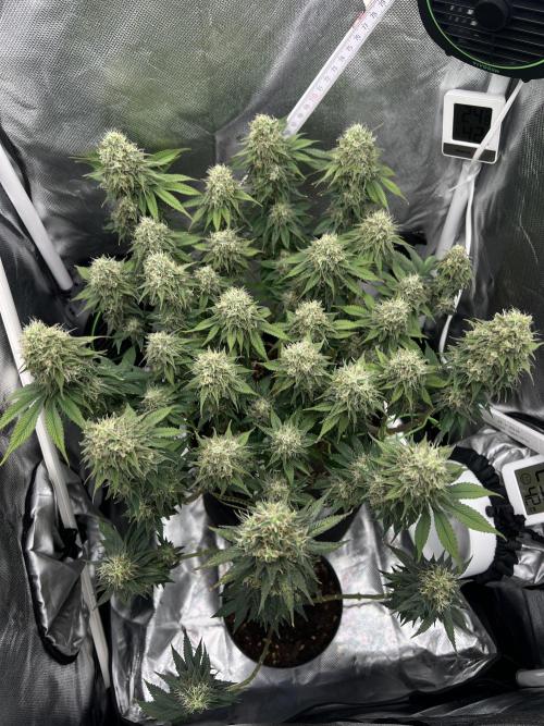 Hippie Therapy - Exotic Seeds. Week 14