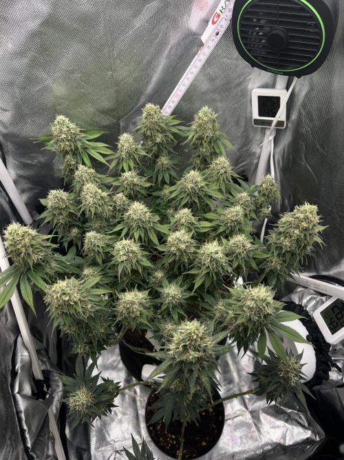 Hippie Therapy - Exotic Seeds. Week 14