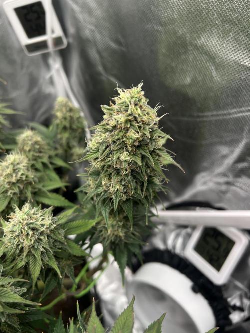 Hippie Therapy - Exotic Seeds. Week 14