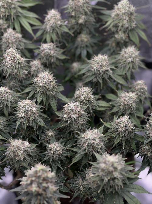 Hippie Therapy - Exotic Seeds. Week 15