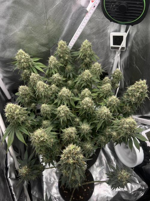 Hippie Therapy - Exotic Seeds. Week 15