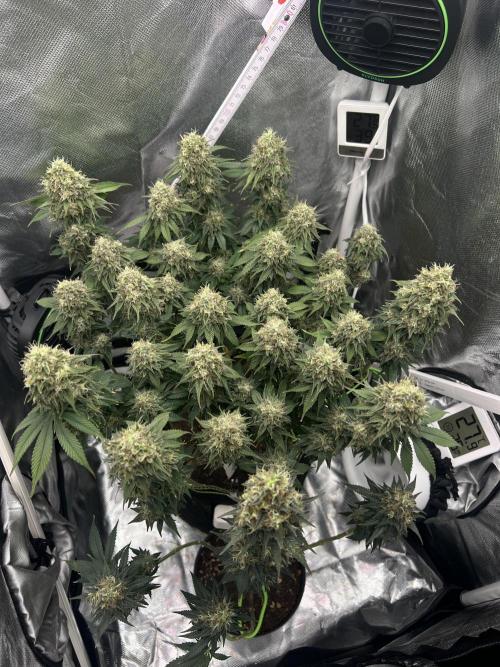 Hippie Therapy - Exotic Seeds. Week 15