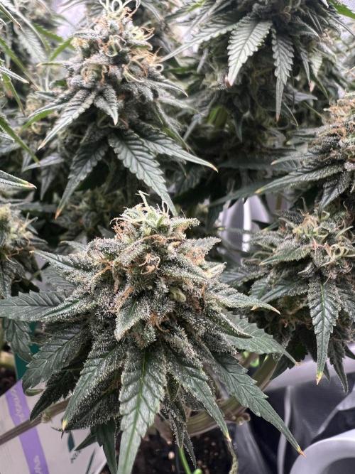 Hippie Therapy - Exotic Seeds. Week 15