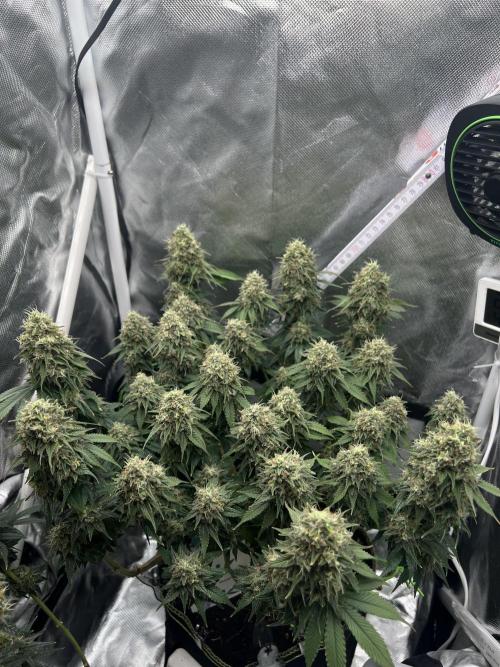 Hippie Therapy - Exotic Seeds. Week 15