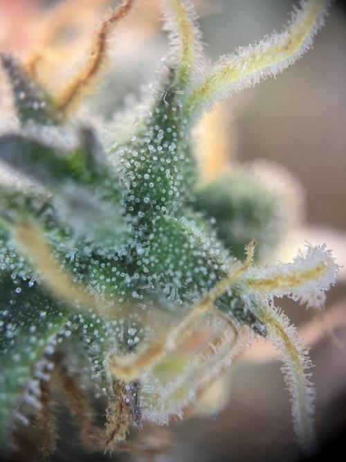 Hippie Therapy - Exotic Seeds. Week 15