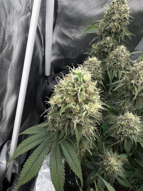 Hippie Therapy - Exotic Seeds. Week 16