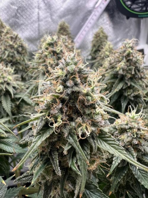 Hippie Therapy - Exotic Seeds. Week 16