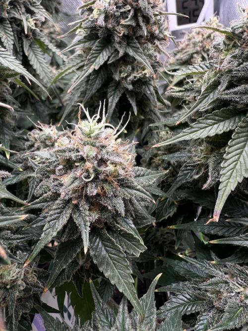 Hippie Therapy - Exotic Seeds. Week 16