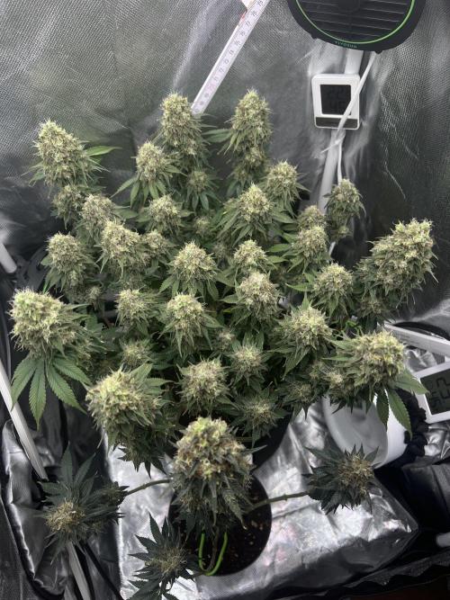 Hippie Therapy - Exotic Seeds. Week 16