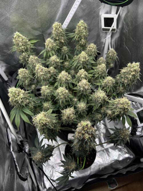 Hippie Therapy - Exotic Seeds. Week 16
