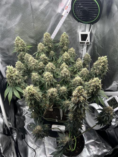 Hippie Therapy - Exotic Seeds. Week 16