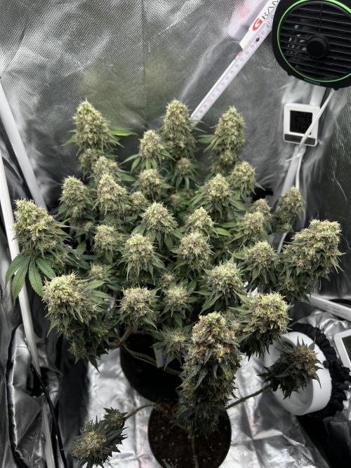 Hippie Therapy - Exotic Seeds. Week 17