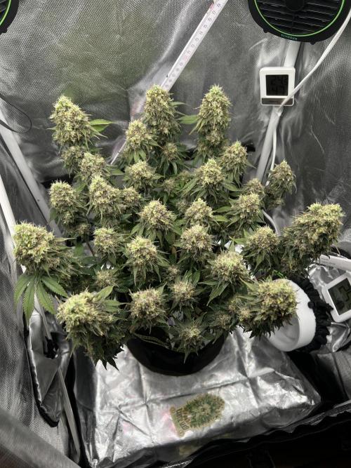 Hippie Therapy - Exotic Seeds. Week 17