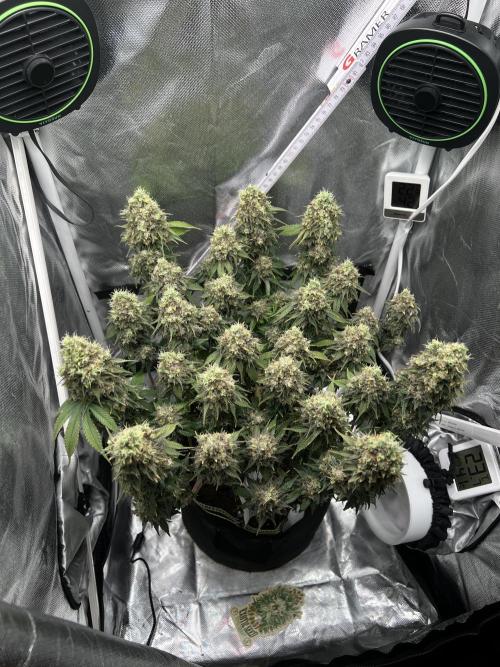 Hippie Therapy - Exotic Seeds. Week 17