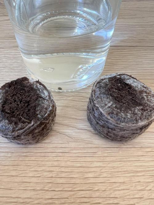 Eternity Grow 🏆 Micro Grow. Week 0