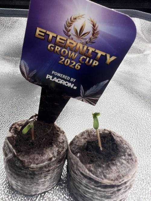 Eternity Grow 🏆 Micro Grow. Week 0
