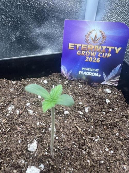 Eternity Grow 🏆 Micro Grow. Week 1