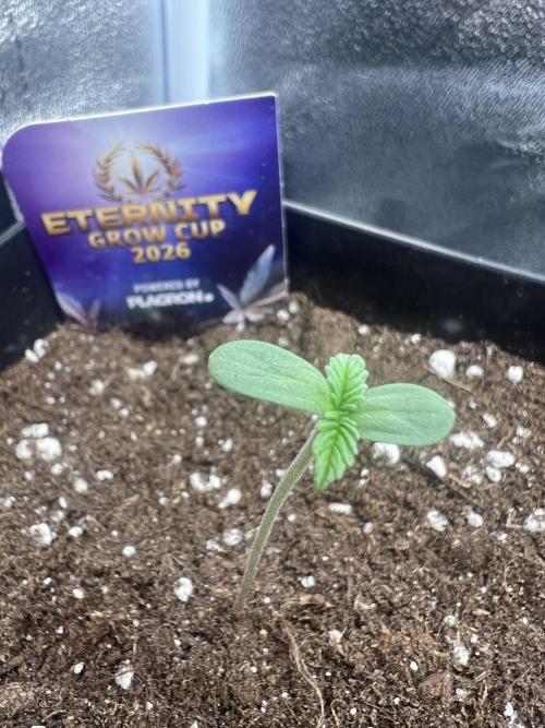 Eternity Grow 🏆 Micro Grow. Week 1