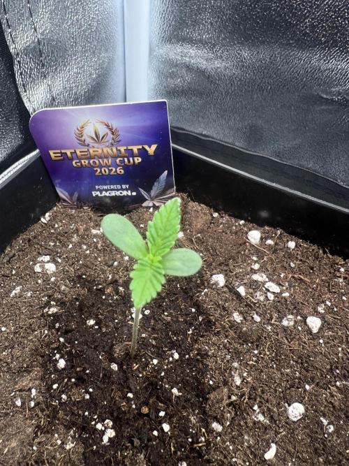 Eternity Grow 🏆 Micro Grow. Week 1