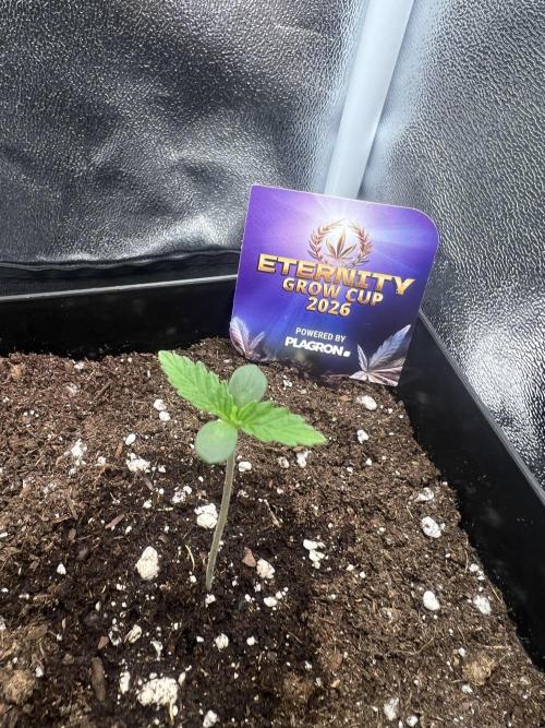 Eternity Grow 🏆 Micro Grow. Week 1