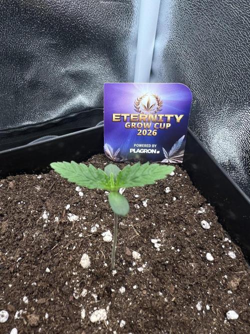 Eternity Grow 🏆 Micro Grow. Week 1