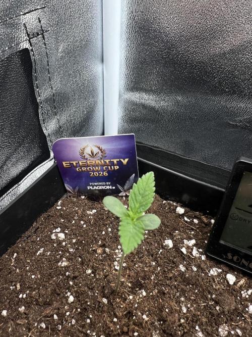 Eternity Grow 🏆 Micro Grow. Week 1