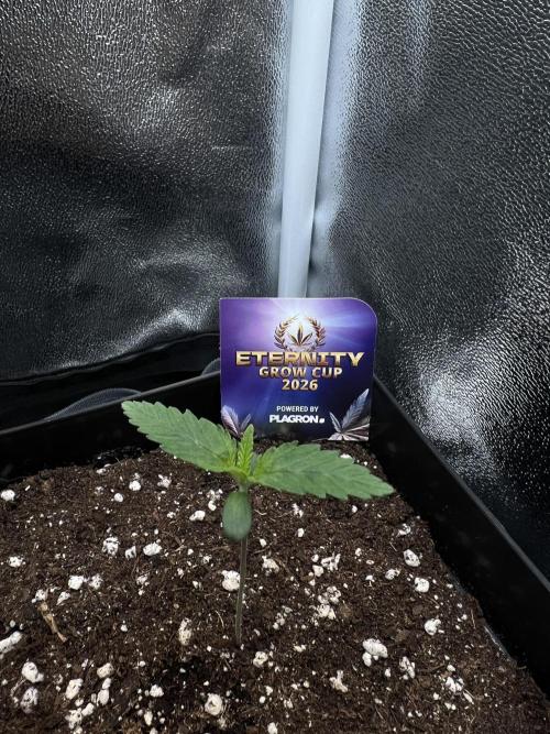 Eternity Grow 🏆 Micro Grow. Week 1