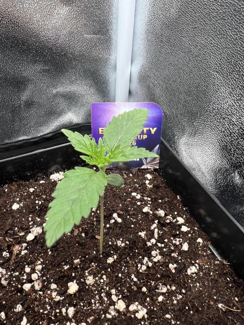 Eternity Grow 🏆 Micro Grow. Week 1