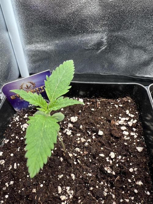 Eternity Grow 🏆 Micro Grow. Week 1