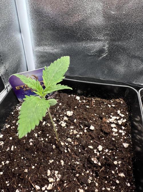 Eternity Grow 🏆 Micro Grow. Week 1